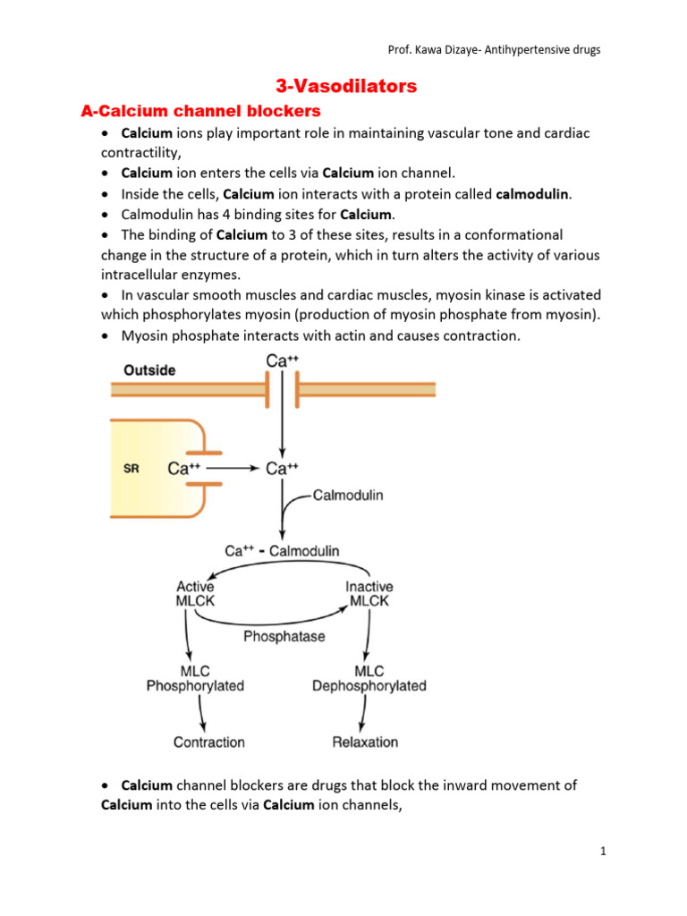 Calcium channel blockers and vasodilators Dizaye PDF Vasodilation