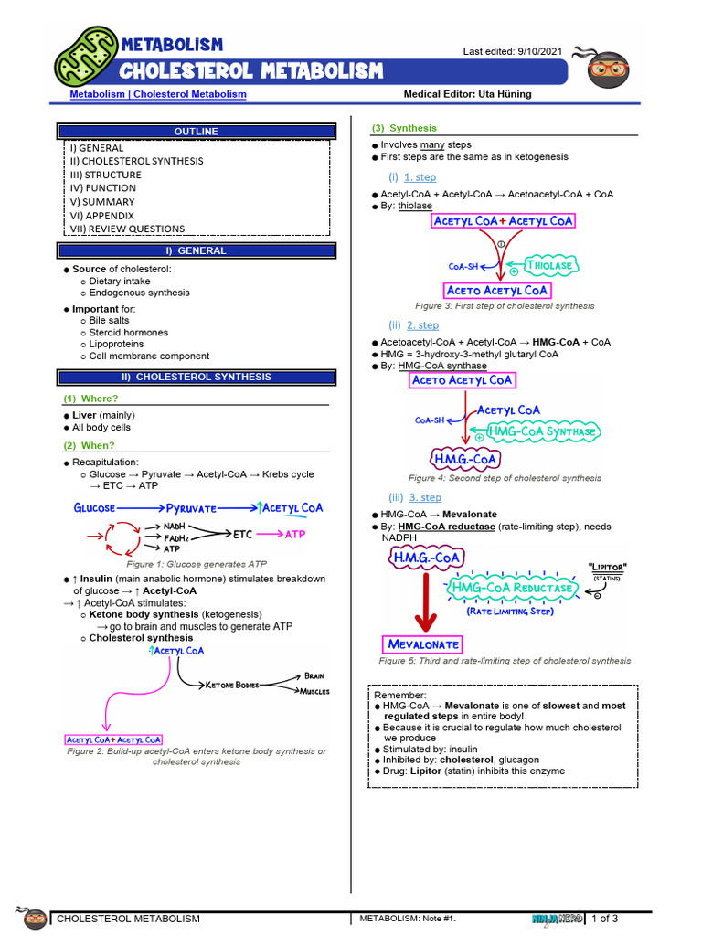 Cholesterol Metabolism | Download Free PDF | Cholesterol | Metabolism