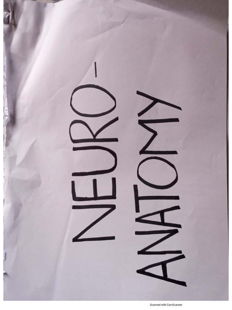 Neuroanatomy visual data 7