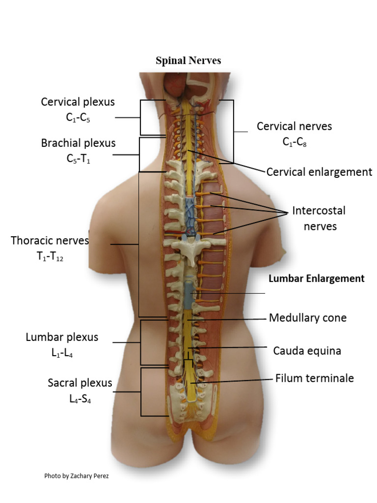 Spinal Nerves Key | PDF
