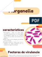 Bacteria Morganella