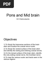 Anatomy and Function of the Pons | PDF | Brainstem | Human Anatomy