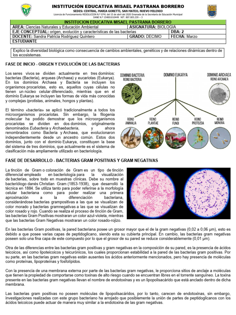 Bacterias: Gram Positivas y Litotrofas | PDF | Las bacterias ...