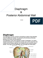 2 Diaphragm