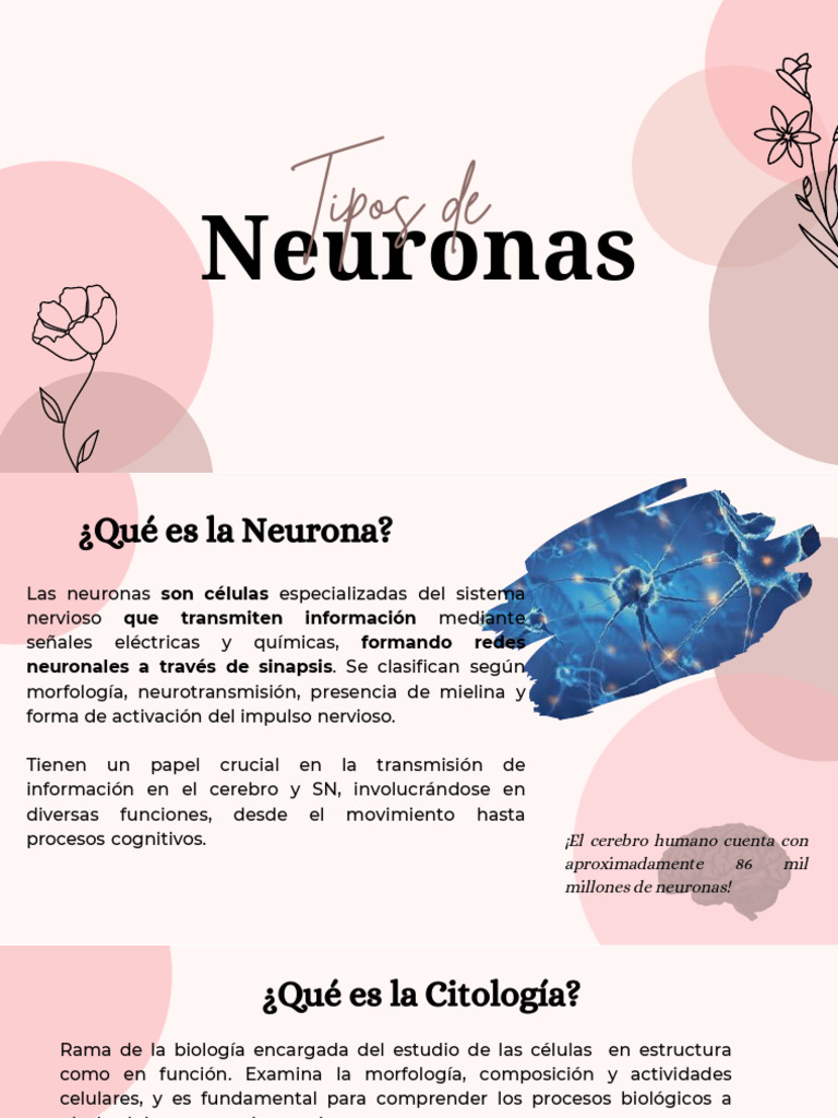 Tipos de Neuronas y Sus Funciones | PDF | Neurona | Cerebro