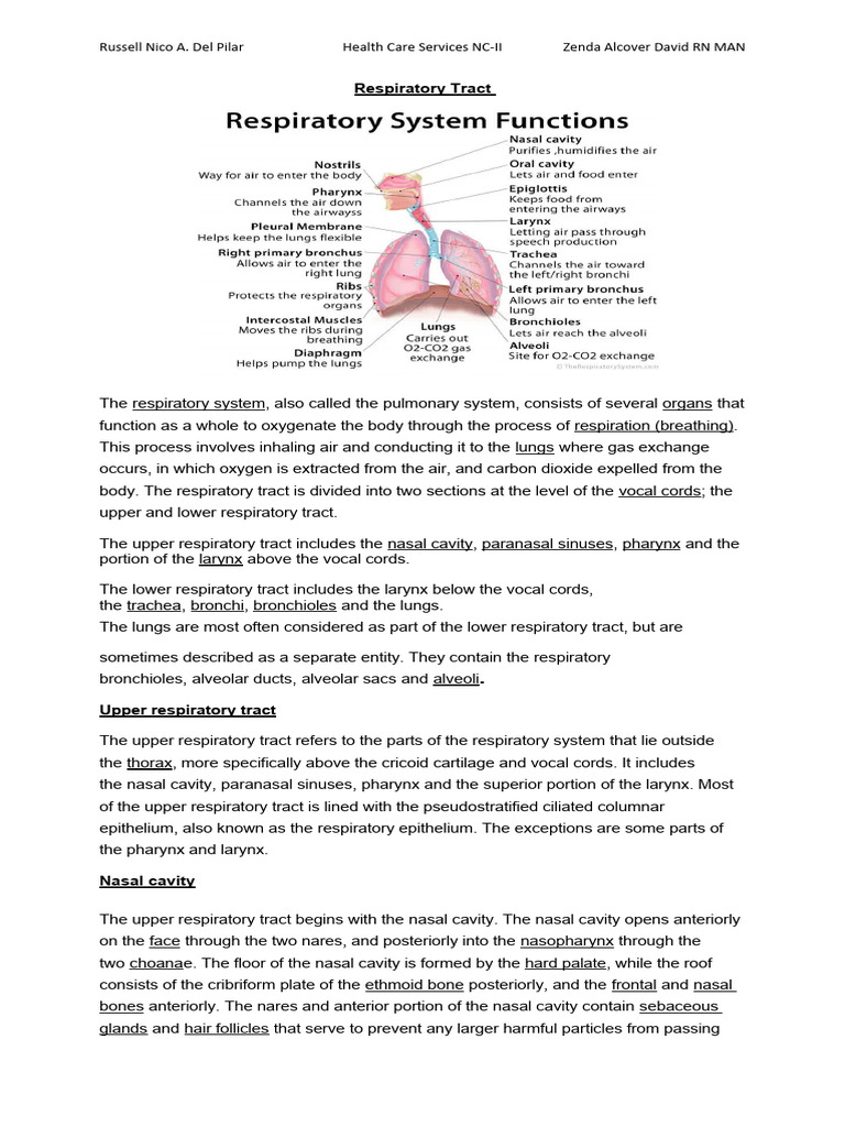 Respiratory Tract Final Print | PDF | Respiratory Tract | Lung