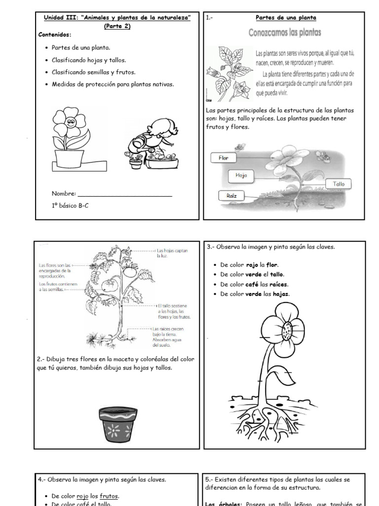 Partes y Clasificación de Plantas | PDF | Plantas | Tallo de la planta