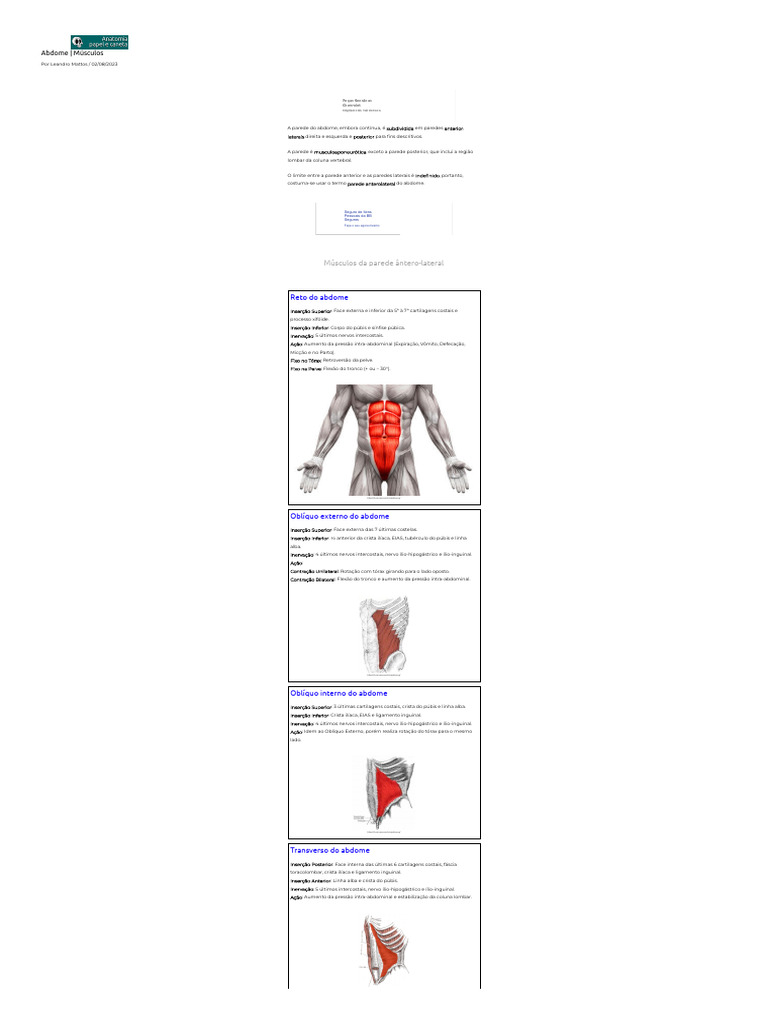 Abdome Músculos Anatomia Papel E Caneta Pdf Coluna Vertebral