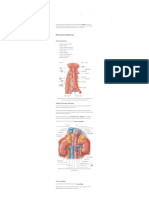Artérias Do Abdome - Anatomia Papel e Caneta