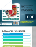 PP15. Receptors The Eye