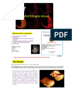 PARA IMPRIMIR -MORFOLOGÍA