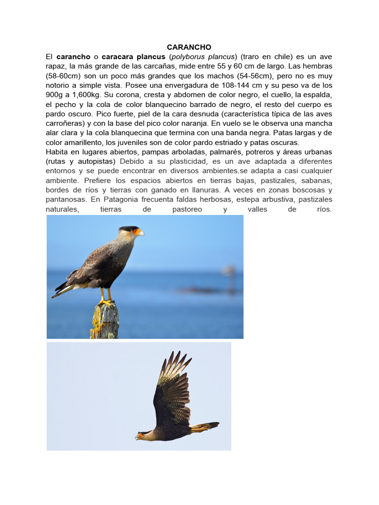Carancho | PDF | Aves | Zoología