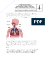 O Sistema Respiratório