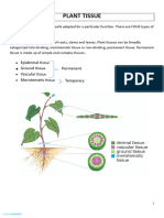 GR 10 Plant Tissue 2021