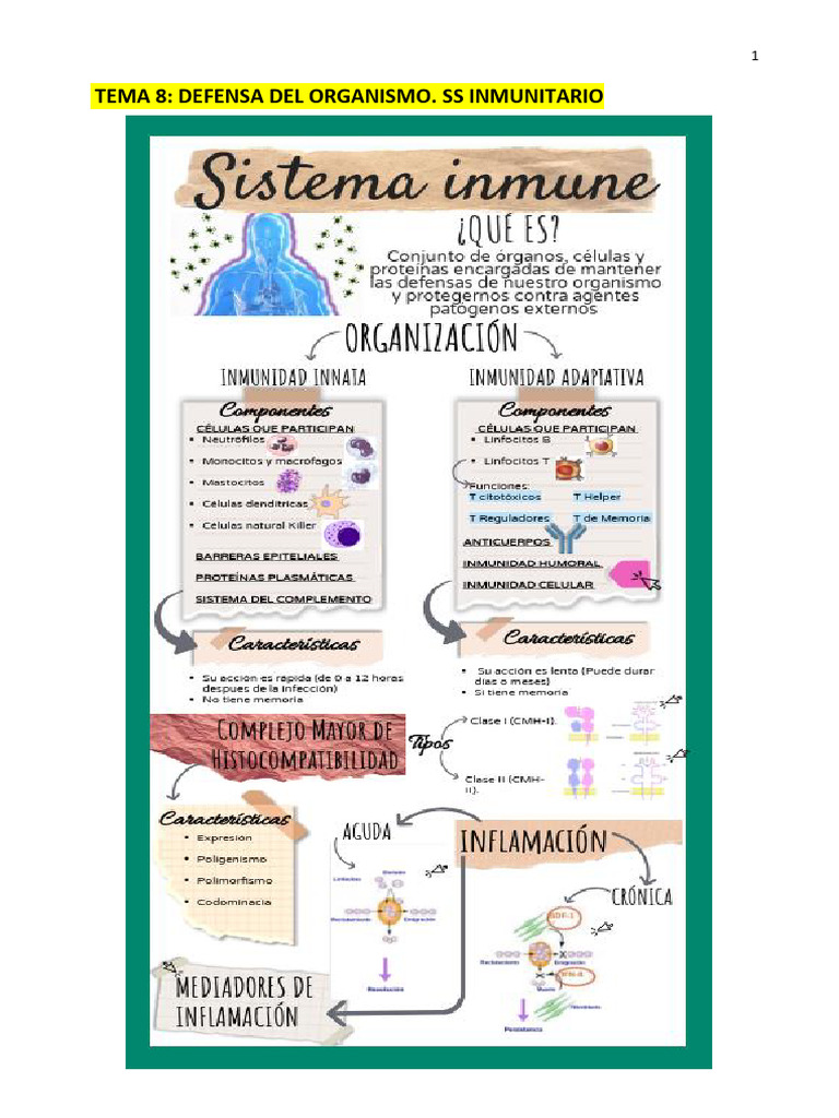 Resumen del Sistema Inmunitario | PDF | Sistema inmune | Linfocitos
