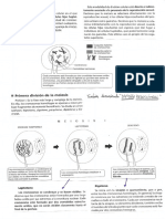 Meiosis Etapas