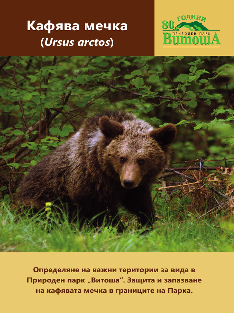 Дипляна - кафявата мечка | PDF