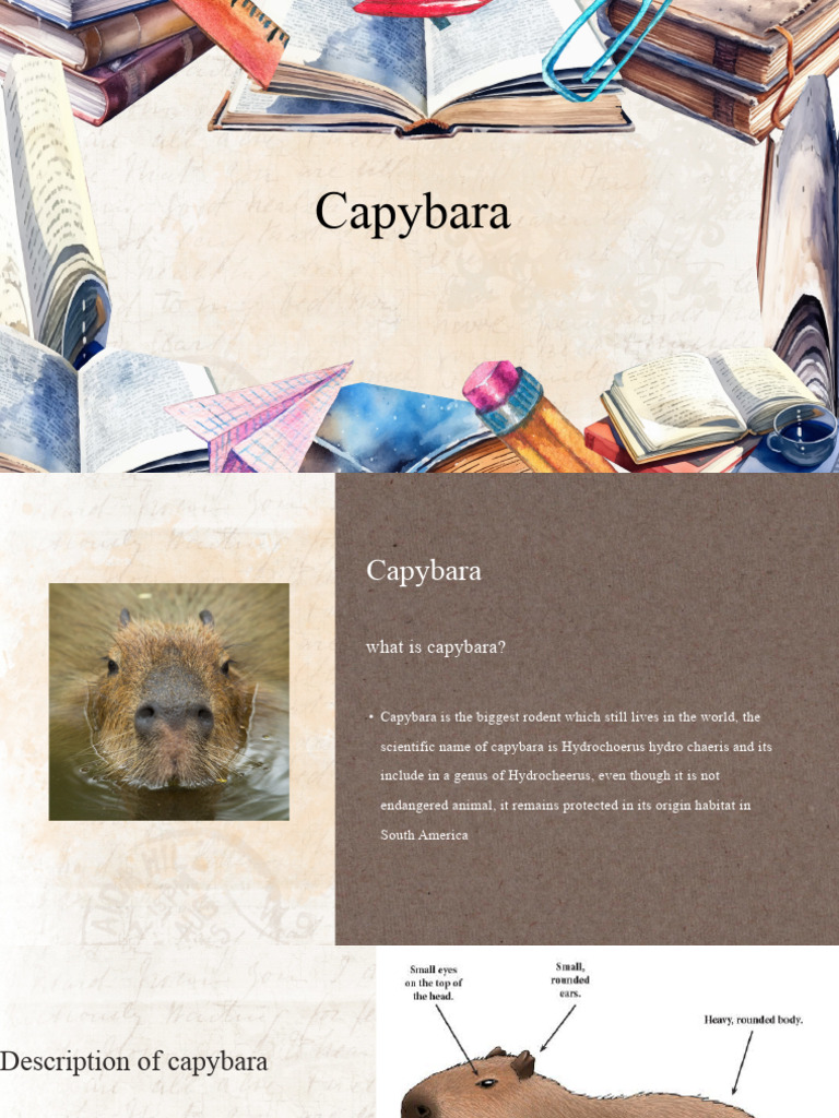 Capybara: Largest Rodent Overview | PDF