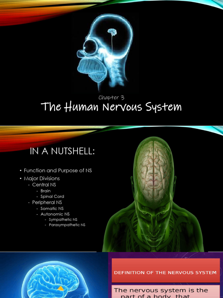 Overview of the Human Nervous System | PDF