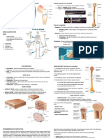 Skeletal System