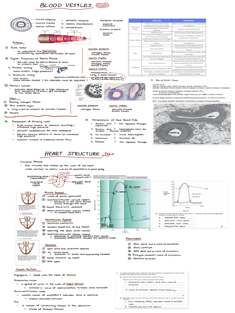 Heart | PDF