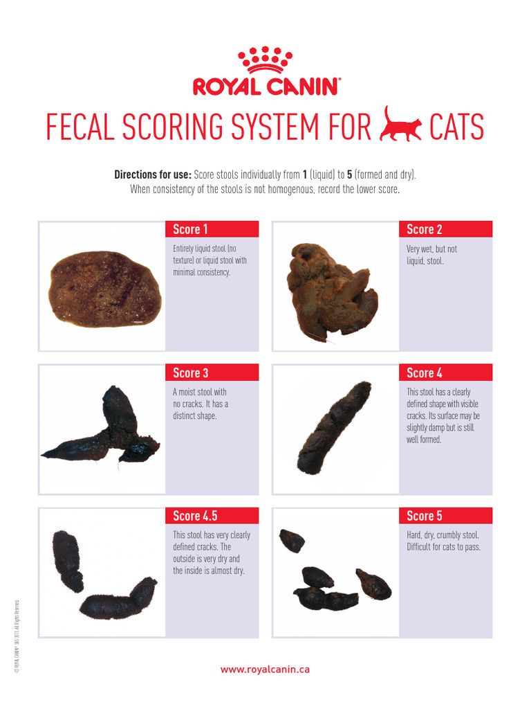 Royal Canin GI Fecal Charts Cat English PDF Human Feces Feces