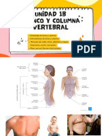 Unidad 1b tronco y columna vertebral