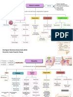 Mapas Mentales Enfermería