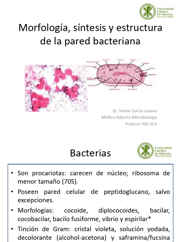 Estructura y función de la pared bacteriana | PDF | Bacterias Gram ...