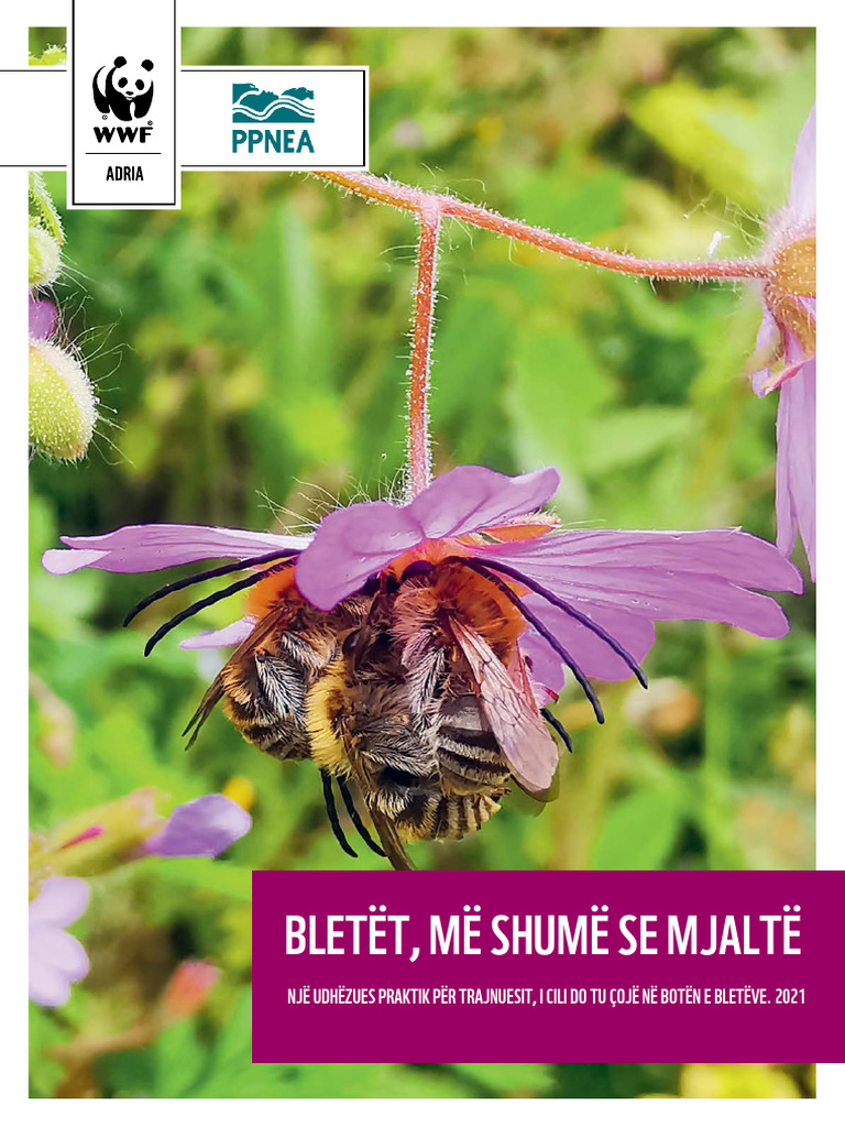 Pcele Vise Od Meda Albanski Web 1 | PDF