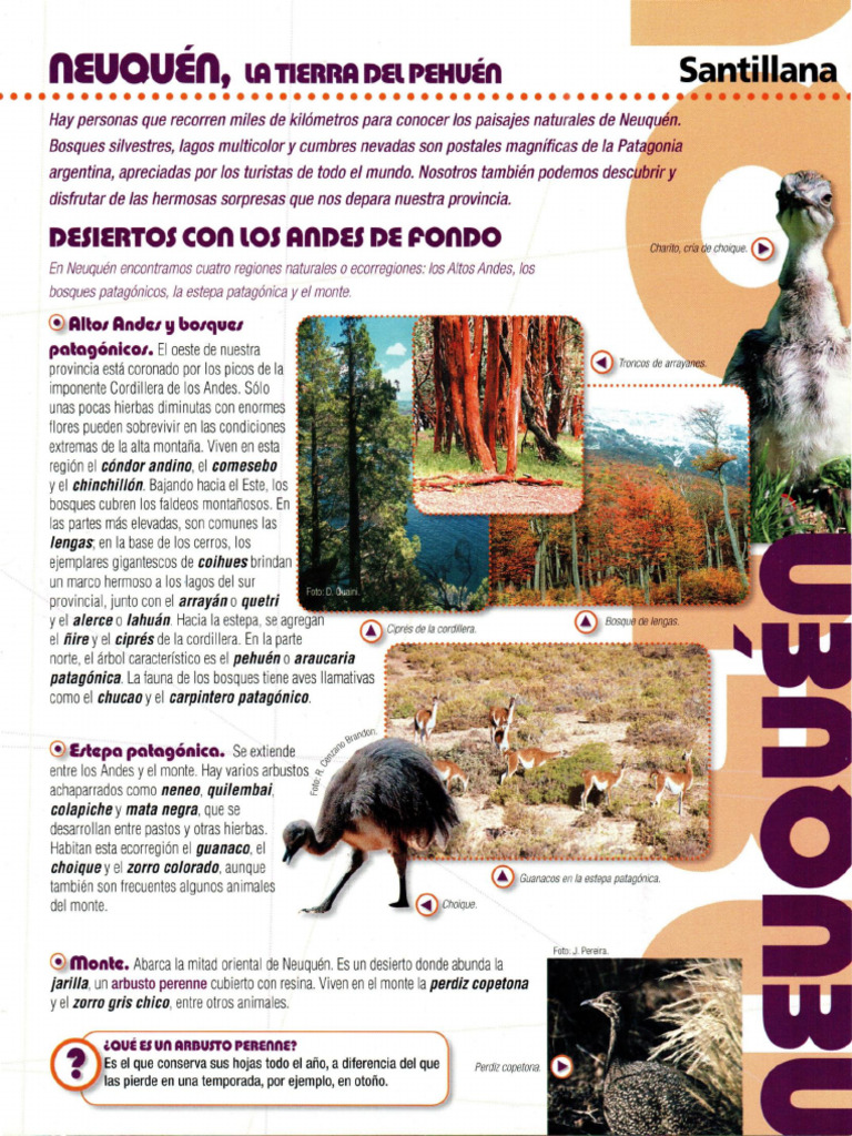 Haeney Carminati 2006 Neuqun Santillanafinal | PDF