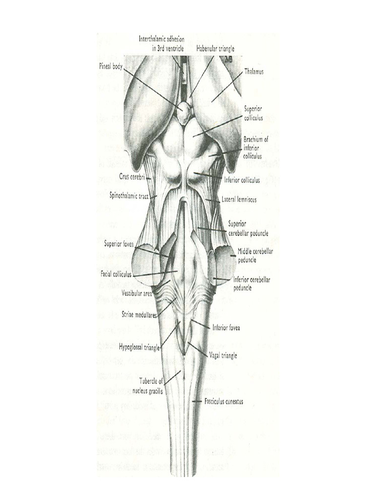 Anatomy of the Fourth Ventricle | PDF | Art