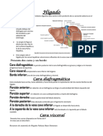 Anatomia de higado