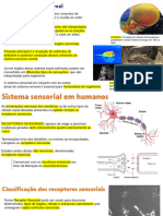 Sistema Sensorial - Aula 01