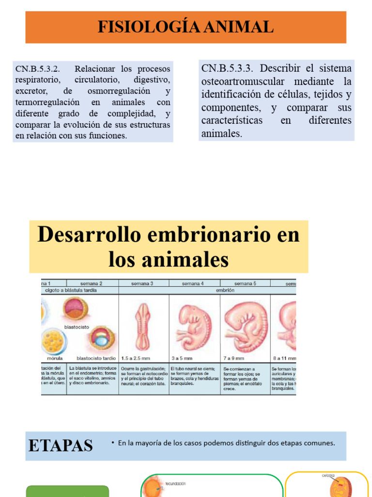 Desarrollo Embrionario en Los Animales PDF