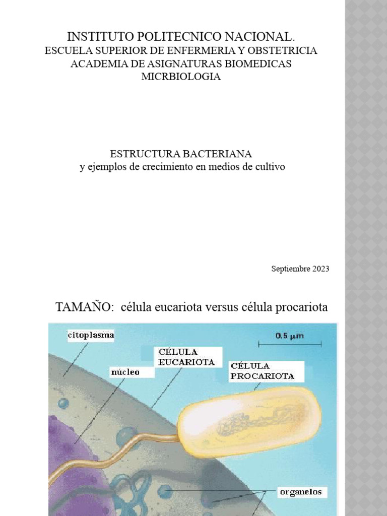 Estructura Bacteriana | PDF | Bacterias Gram Positivas | Las bacterias