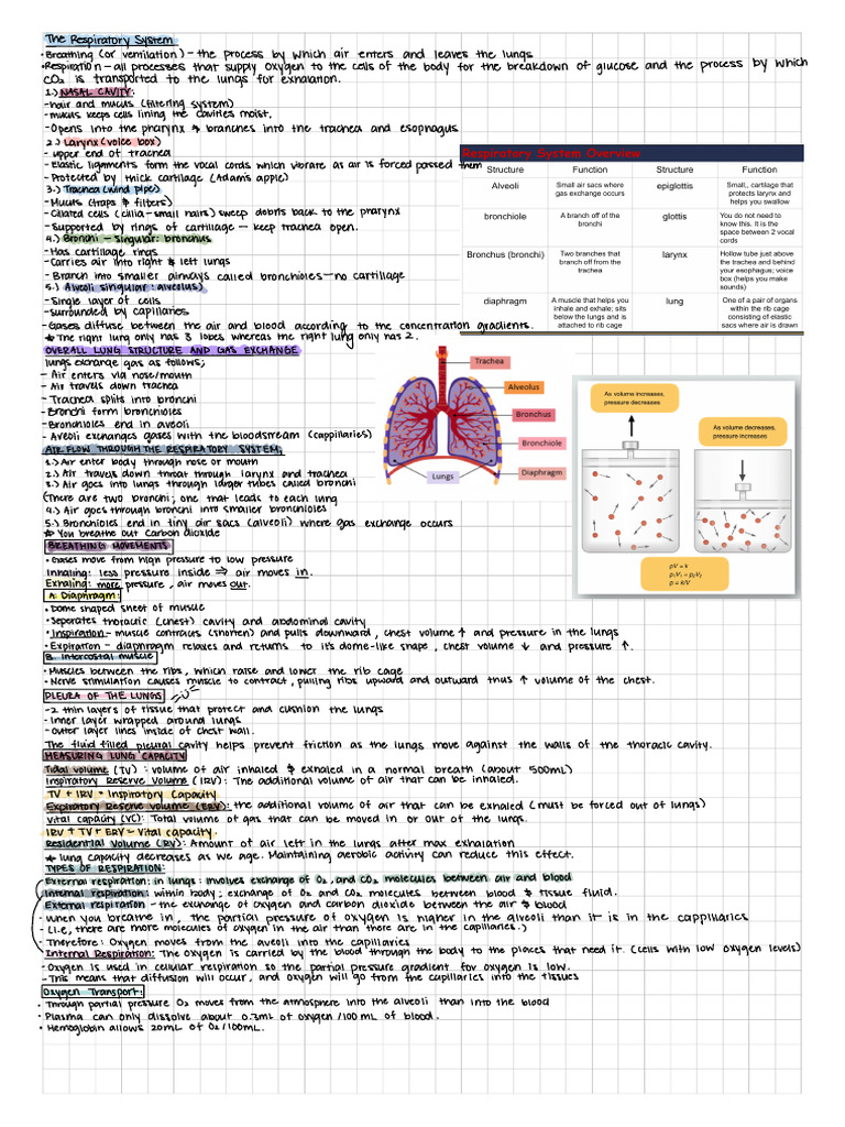 Unit D - Respiratory System | PDF