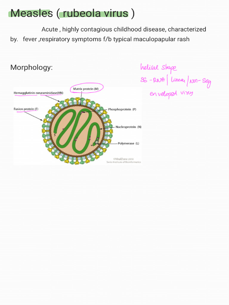 Measles | PDF