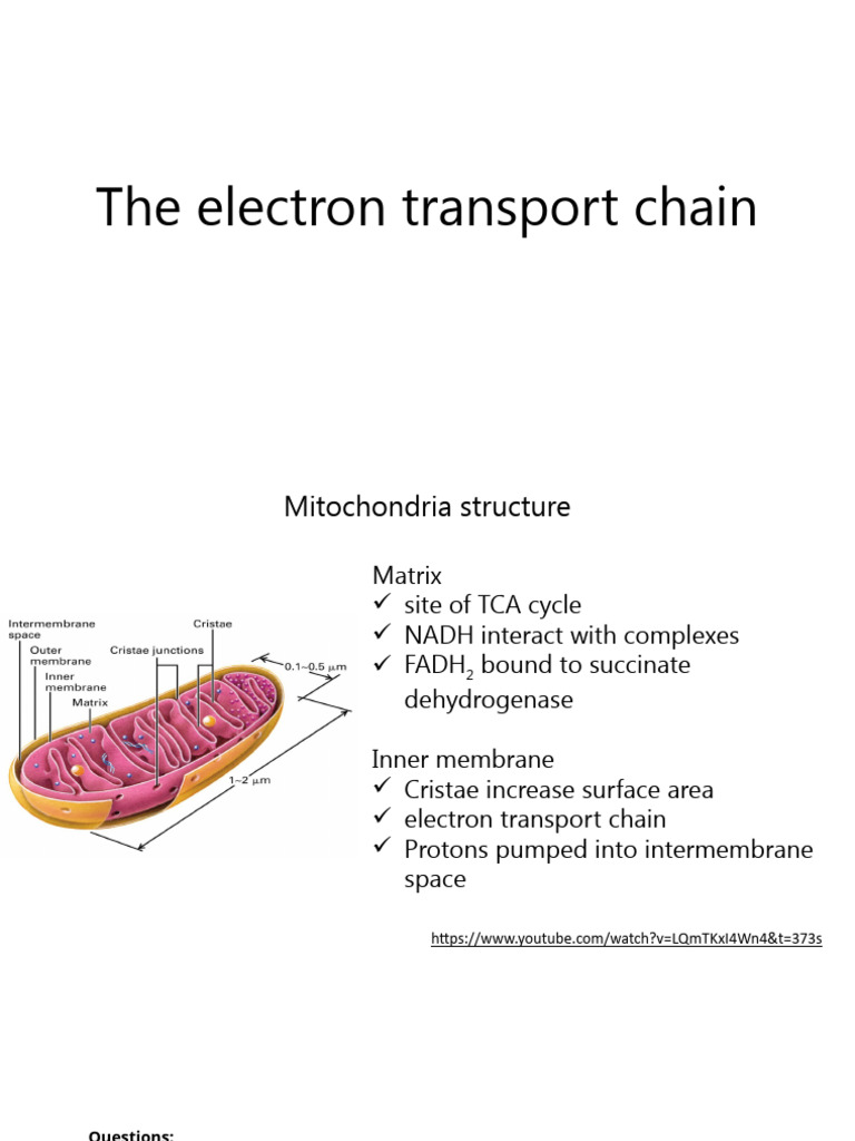 Understanding the Electron Transport Chain | PDF | Electron Transport ...