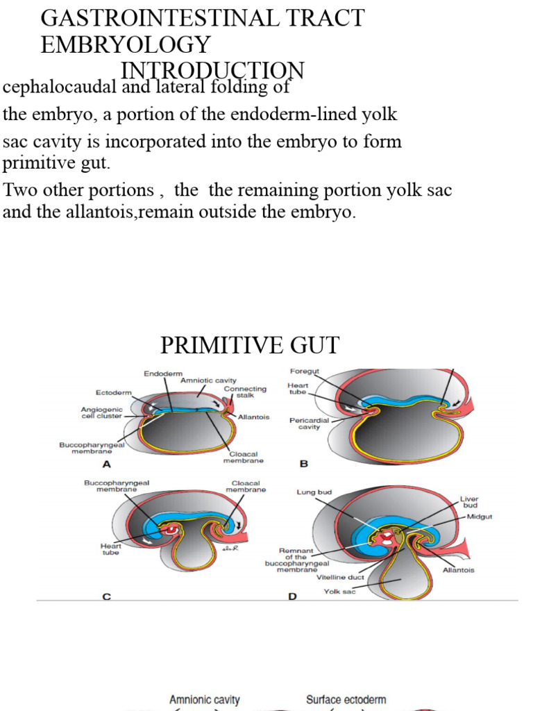 Embryonic Development of the Gut | PDF | Gastrointestinal Tract ...