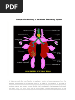 Fish Respiratory System Explained | PDF | Gill | Respiratory System
