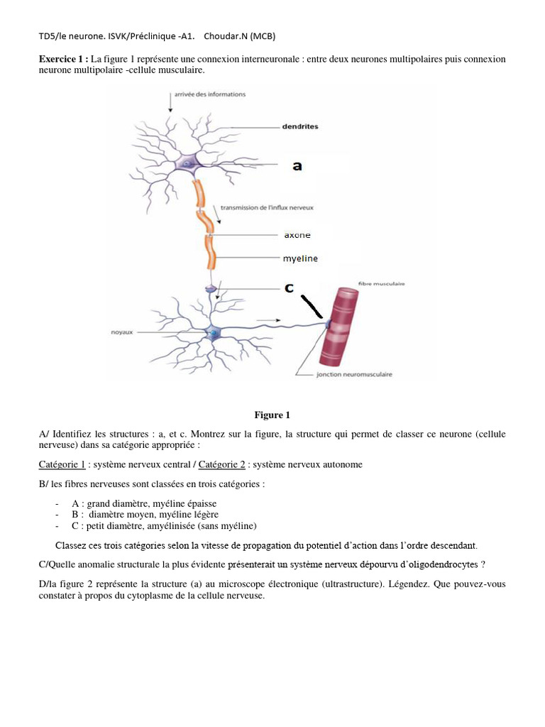 Exercice 1: La Figure 1 Représente Une Connexion Interneuronale: Entre ...