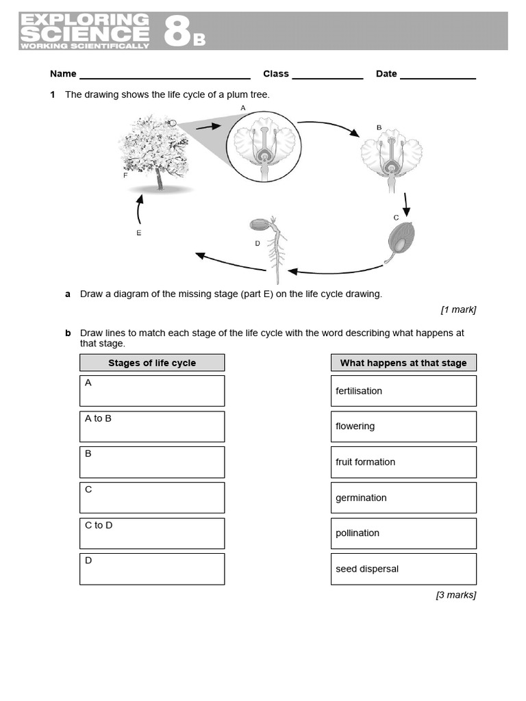 Year 8 8B Science | Download Free PDF | Flowers | Seed