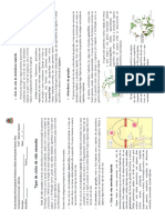 ATIV BP 7° ANO - 1° BIM - Ciclos de Vida e Reprodução em Plantas - IMPRESSÃO