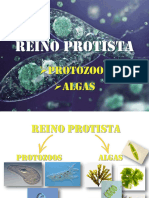 REINO PROTISTA_100848