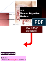 3.3 Human Digestive System