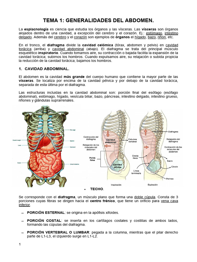 Tema 1 | PDF | Abdomen | Pelvis