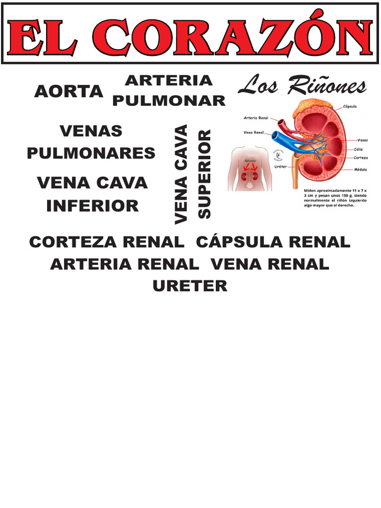 Anatomía del Corazón y Riñones | PDF