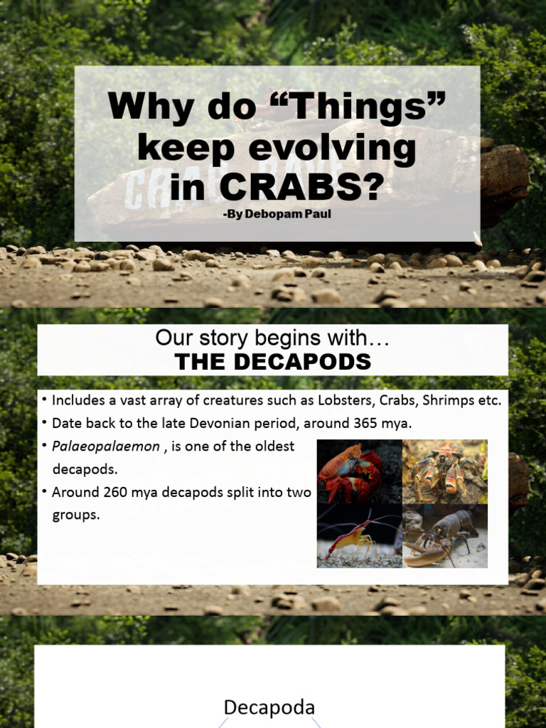 Evolution of Crabs: Carcinization Explained | PDF | Crab | Crustacean