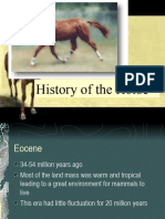 Horse Evolution (1) - 1
